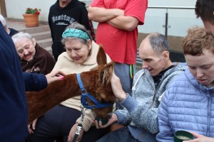 Spotkanie z alpakami